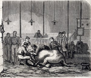 National Veterinary School of Alfort - Les grandes écoles de France - Veterinärskola i Maison Alfort 1866 - Dissektionsrummet - Gravyr i "Le monde illustrious" från 1866 av French School