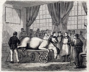 Den nationella veterinärskolan i Alfort - De stora skolorna i Frankrike - veterinärskolan i Alforts hus 1866 - operationssalen - Gravyr i "Le monde illustrious" från 1866 av French School