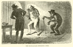 Orang-Outang som härmar en man (gravyr) av French School