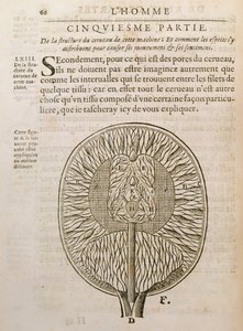 The Structure of the Brain, från De Homine Figuris av Rene Descartes (1596-1650) publicerad i Haag, 1662 av French School