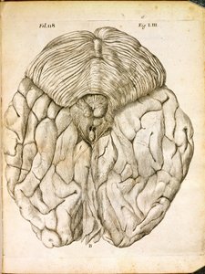 The Structure of the Brain, från De Homine Figuris av Rene Descartes (1596-1650) publicerad i Haag, 1662 av French School