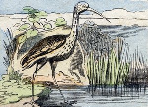 Snurren . Gravyr i "Buffon Alphabet des Oiseaux n 2". 3:e Serie N 2. Avbildning av Epinal, Epinal, sent 1800-tal. 16 sidor. Mått: 28x21cm av French School