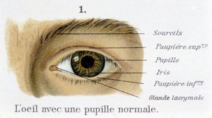 Ögat med normal pupill (detalj) av French School