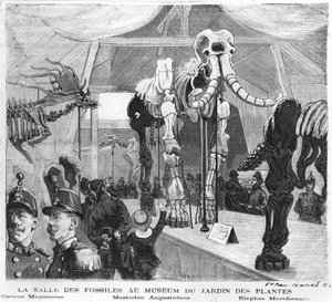 Fossilrummet på Naturhistoriska museet i Paris, ca 1880 av French School