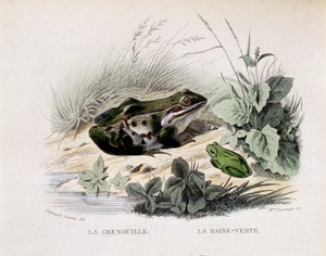Grodan och det gröna regnet (grodan) - i "" Lacepede"" av French School