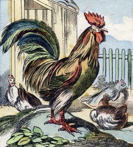 Tuppen. Gravyr i "Buffon Alphabet des Oiseaux n 2". 3:e Serie N 2. Avbildning av Epinal, Epinal, sent 1800-tal. 16 sidor. Mått: 28x21cm av French School