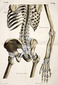 Thorax, från människokroppens anatomiska plattor utförda enligt naturliga dimensioner, åtföljd av en förklarande text Publicerad av cte de Lasteyrie av French School