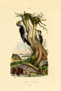 Tretåig hackspett, 1833-39 av French School