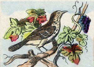 Trast. Gravyr i "Buffon Alphabet des Oiseaux n 1". 3:e Serie N 1. Avbildning av Epinal, Epinal, sent 1800-tal. 16 sidor. Mått: 28x21cm av French School
