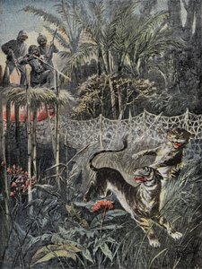 Tigerjakt i djungeln i Indien: fendrarna är bakom nätet och jägarna är i säkerhet på belvederen. Gravyr i "" Le Pelerin"", den 05/02/1899. Selva Coll. av French School