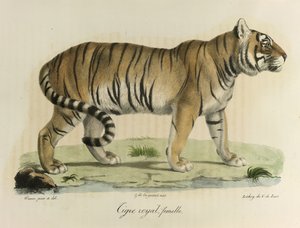 Kunglig tiger, hona. En kvinnlig kunglig tiger, från Natural History of Mammals (färg litho) av French School