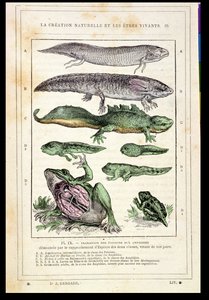 Övergång av fisk till amfibier, från en bok av Dr. Rengade, c.1880 av French School