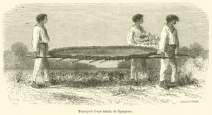 Transport av ett Nymphaea-blad (gravyr) av French School
