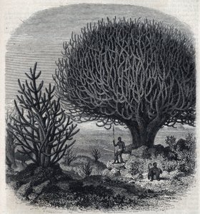 Träd Euphorbo i Östafrika (Sudan). Gravyr av Freeman i "" The Picturesque Magasin"" av French School