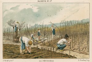 Träd plantskola av French School