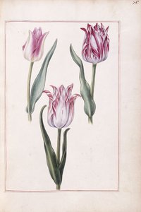 Tulpaner, 1700-tal av French School
