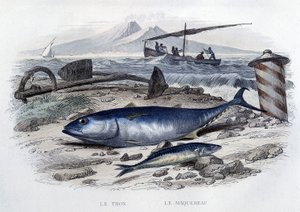 Tonfisk och makrill - i "Natural History" av Lacepède, T.II, ed. Furne et Cie, Paris av French School