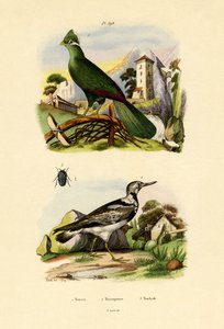 Turaco, 1833-39 av French School