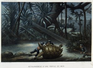 Turtle of a sea turtle - i "" Le monde de la mer"" av Alfred Fredol, Hachette, Paris av French School