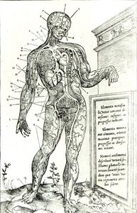 Vaskulärt system enligt Charles Etienne, från The Dissection of the Human Body av French School