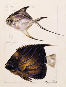 Velle... Etc, c.1850 av French School
