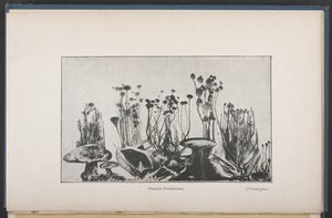 Osmotisk vegetation, Fig. 62, sid. 163, från "The Mechanism Of Life" (engelsk version) av French School