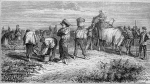 Vinodling i Medoc: plocka druvor under skörd. Gravyr i "" Le Monde Illustré"" nr 561 av 11 januari 1868. av French School