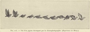 Flyg av en nedbruten duva genom kronofotografi av French School