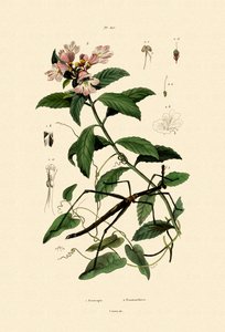 Walking Stick Insect, 1833-39 av French School