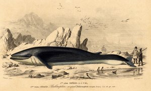 Val eller baleinoptera (Balaenoptera rorqual) av French School