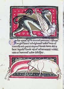 Wild Boar and Griffon, miniatyr från Saltykowchsh Edrin Bestiary av French School