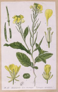 Vild senap (Sinapis Arvensis) av French School