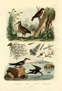 Woodcock, 1833-39 av French School