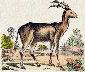 Xantarus. Gravyr i "" Alphabet des animaux sauvages"". 9:e serien. Bildspråk av Epinal, Pellerin, tryckare-förlag, cirka 1870. Gravyrer på trä, stencilerade. 16 sidor. Mått: 20 x 15 cm. Privat samling av French School