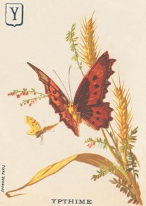 Y: Ypthime (Apatura ilia eller Lesser Mars förändras) av French School