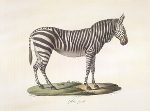 Kvinnlig zebra. Kvinnlig zebra, från Natural History of Mammals (färg litho) av French School