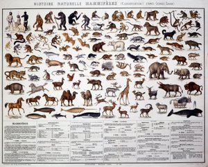 Zoologi: klassificering av däggdjur enligt den franske biologen Georges Cuvier (1769-1832). Naturhistoriska nämnden av French School