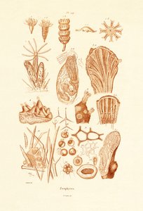 Zoophytes, 1833-39 av French School