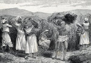 vanlig smilax eller sarsaparille eller grov bindweed skörd i Peru (gravyr) 1888 av French School