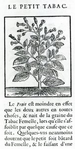 Den lilla tobaken, illustration från Discours du Tabac av Jean Le Royer de Prade, 1671 av French School