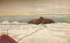 Valrossar dödade utanför Taimyrhalvöns östkust, 12 september 1893, 1897