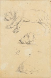 Hundstudier: Waldmann och Ami