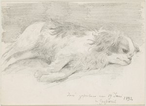 hundstudier