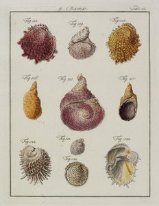 Snäckskal: Chamae, Pinnae, från Neues systematisches Conchylien-Cabinet, 1784 (handfärgad etsning och gravyr) av Friedrich Heinrich Wilhelm Martini