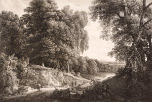 skogslandskap