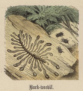 Bark-vivel (färgad gravyr) av Friedrich Specht