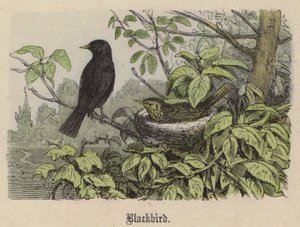 Koltrast (färgad gravyr) av Friedrich Specht