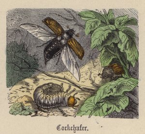 Cockchafer (färgad gravyr) av Friedrich Specht