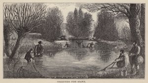 Samla fiskspawn (gravyr) av Friedrich Specht