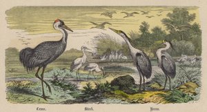 Trana, Stork, Häger (färgad gravyr)